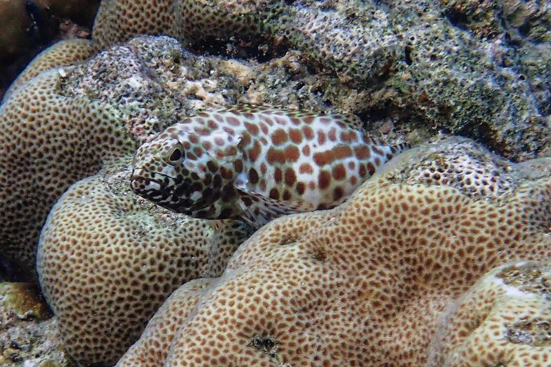 Honeycomb grouper