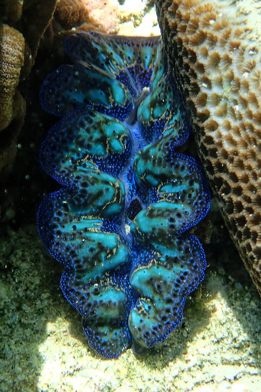 Giant clam