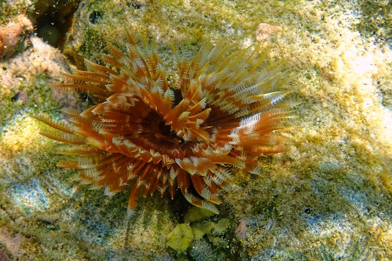 Feather duster
