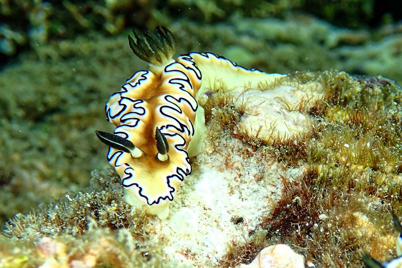 Doriprismatica sibogae