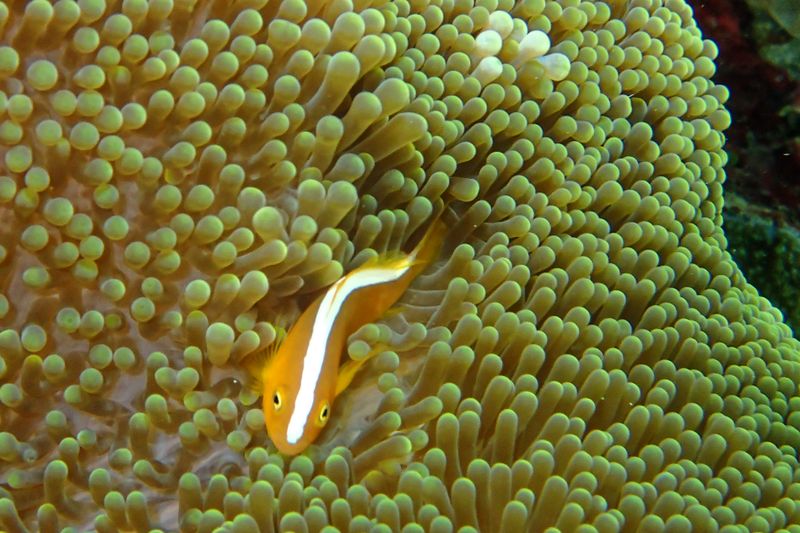 Orange skunk clownfish