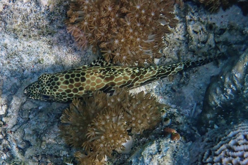 Longfin grouper