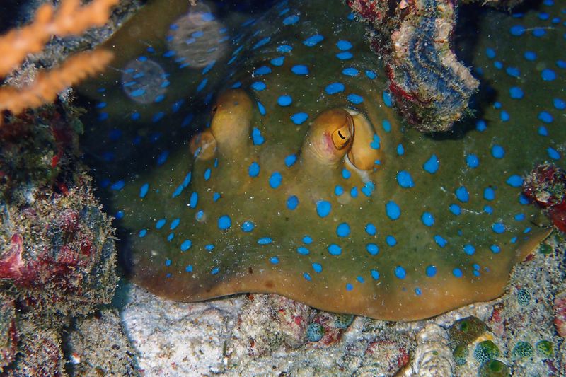 Bluespotted ribbontail ray