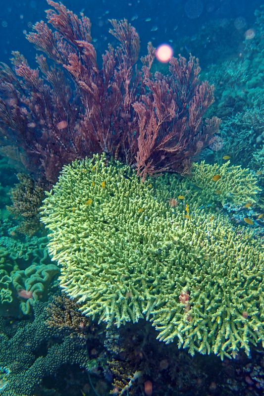 Coral landscape