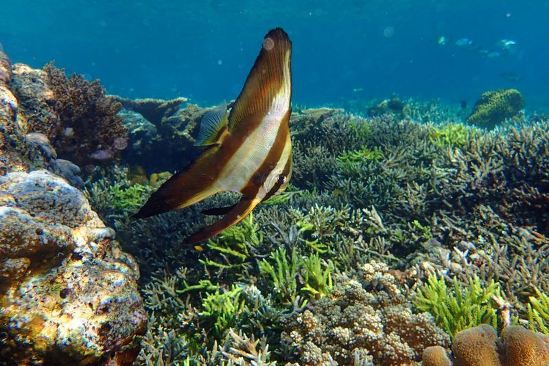 Longfin batfish