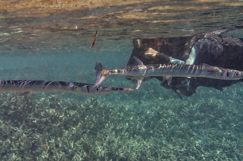 Needlefish