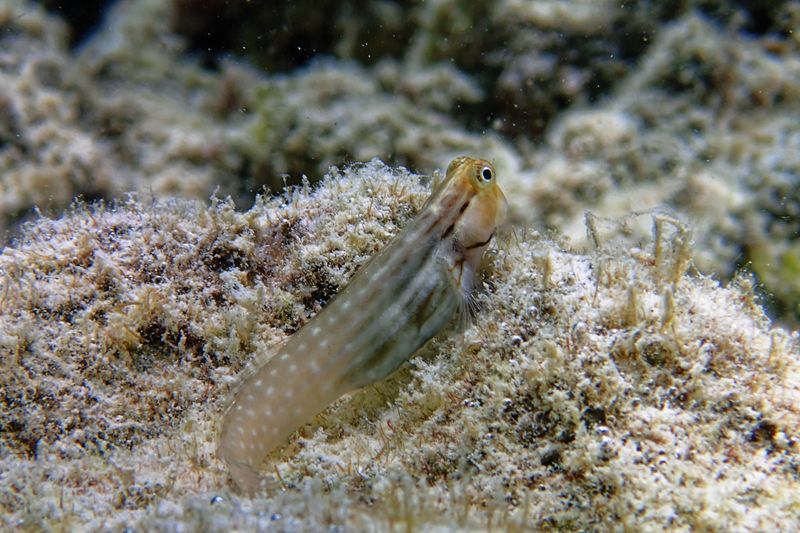 Yaeyama blenny