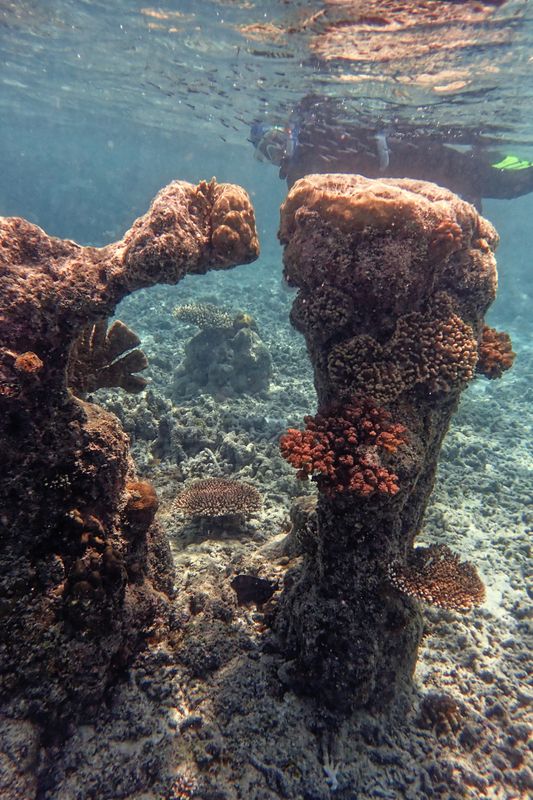 Coral landscape