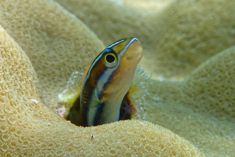 Bluestripe fangblenny