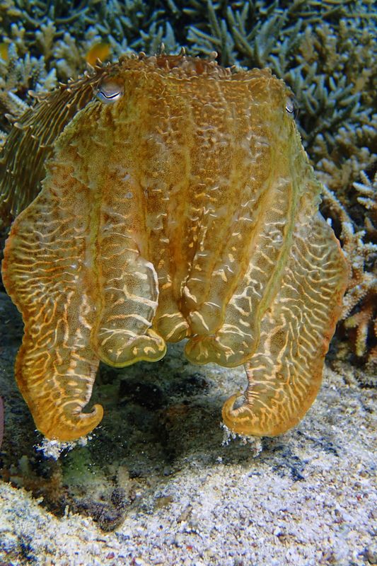 Cuttlefish