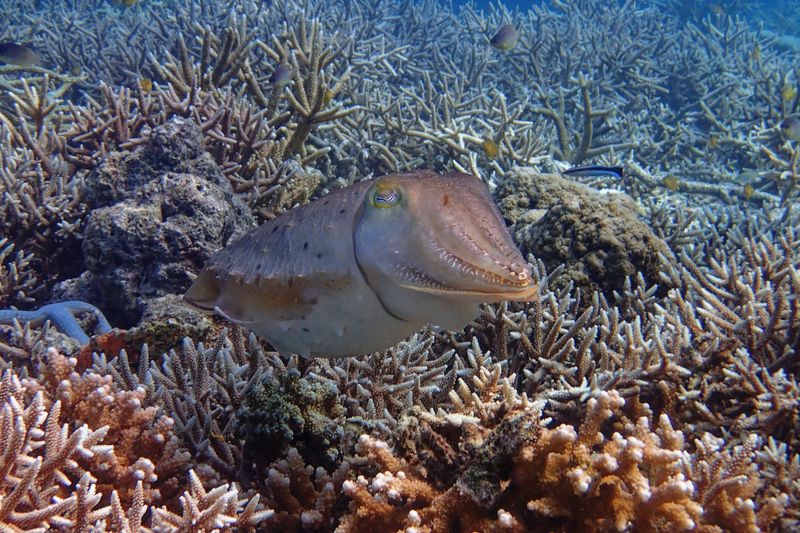 Cuttlefish