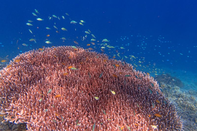 Coral landscape