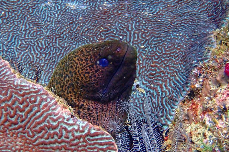 Giant moray