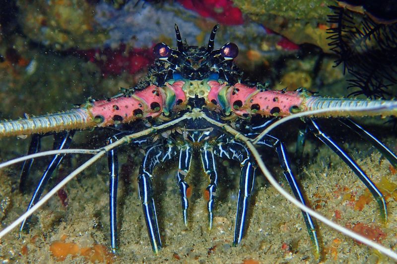 Painted spiny lobster