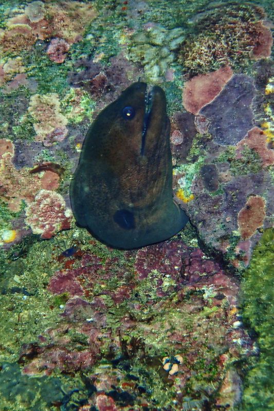 Giant moray