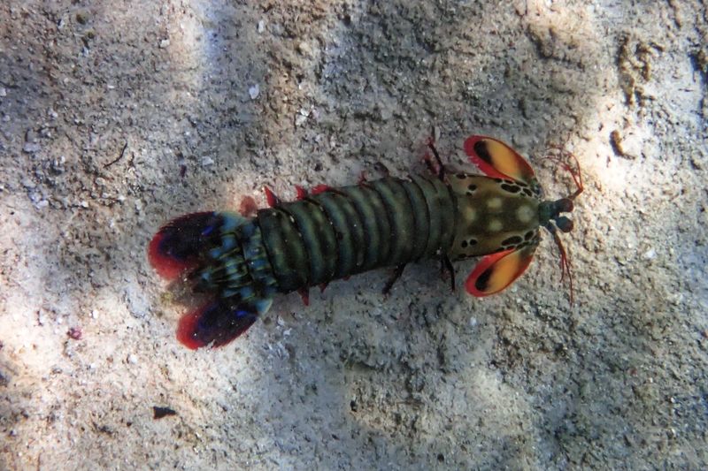 Peacock mantis shrimp
