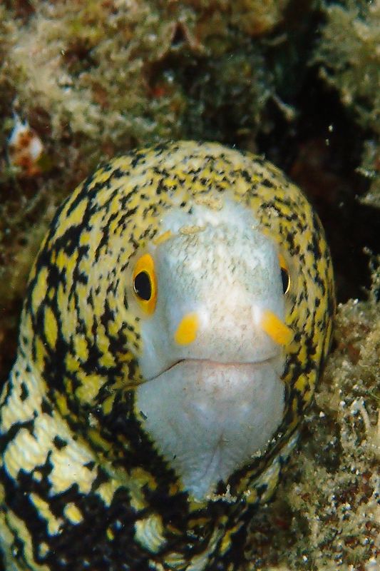 Snowflake moray