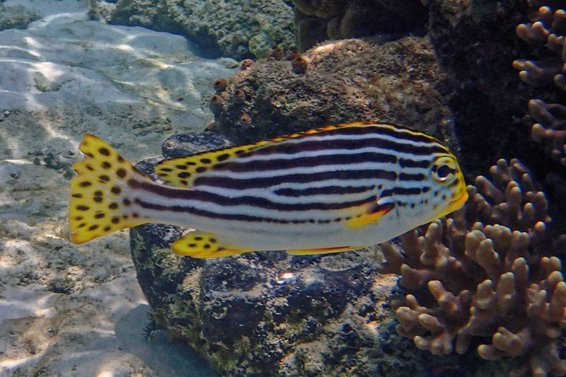 Oblique banded sweetlips