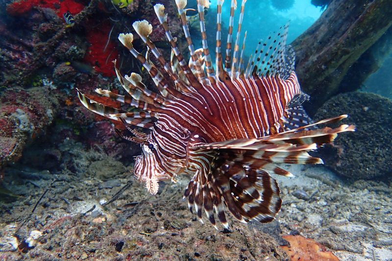 Lionfish