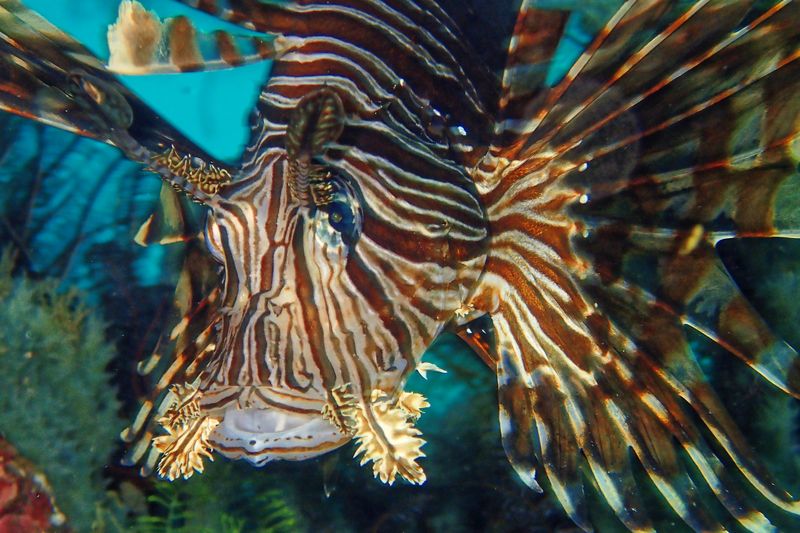 Lionfish