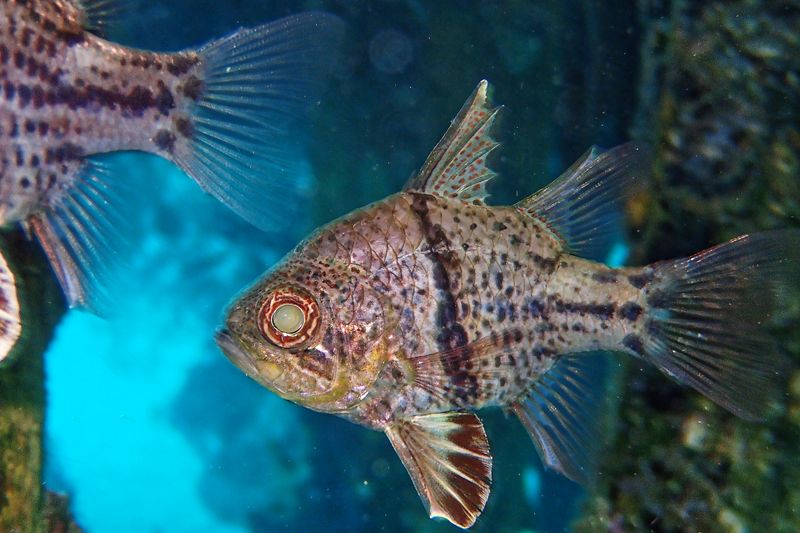 Orbiculate cardinalfish
