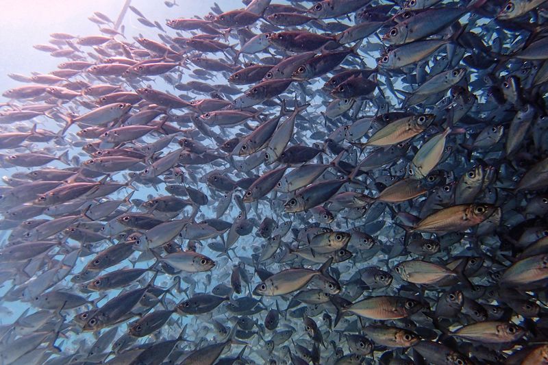 Schooling