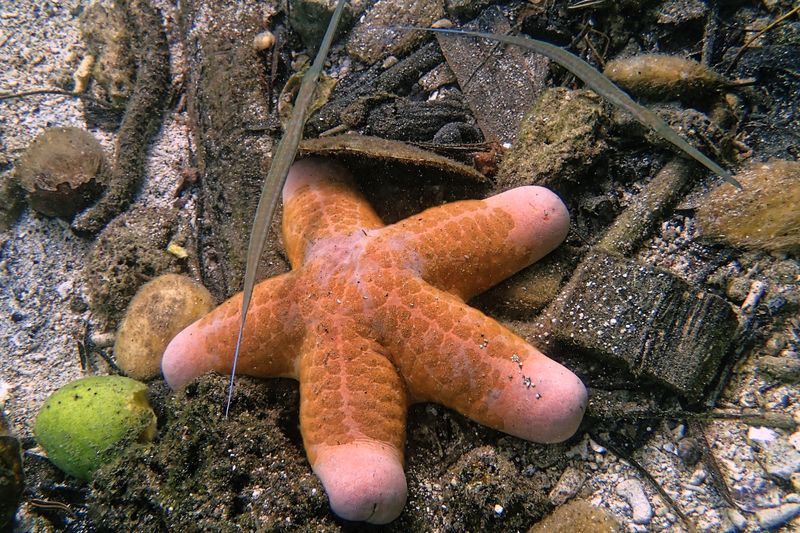Granulated sea star