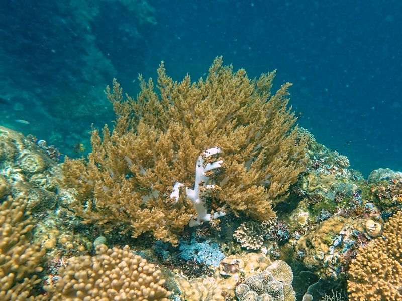 Coral landscape