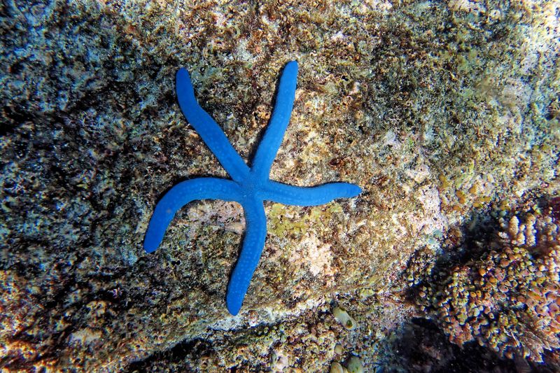 Blue sea star