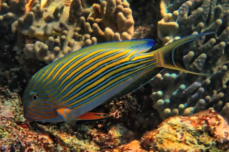 Striped surgeonfish