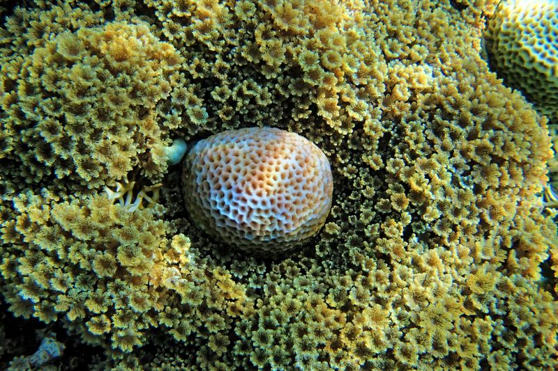 Coral landscape
