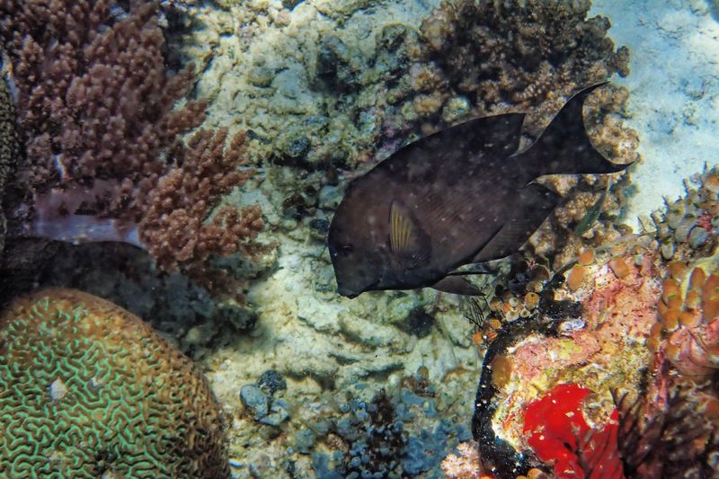 Striated surgeonfish