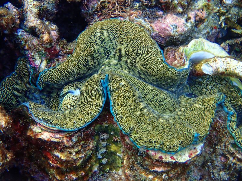 Giant clam