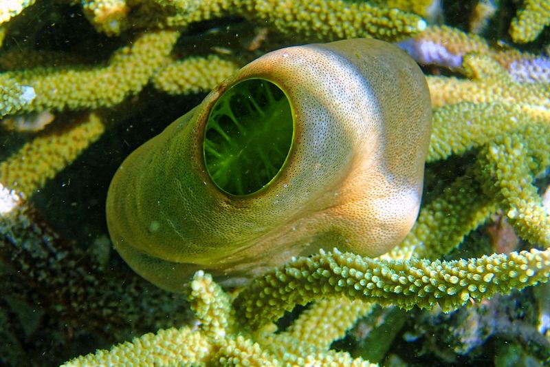 Green barrel sea squirt