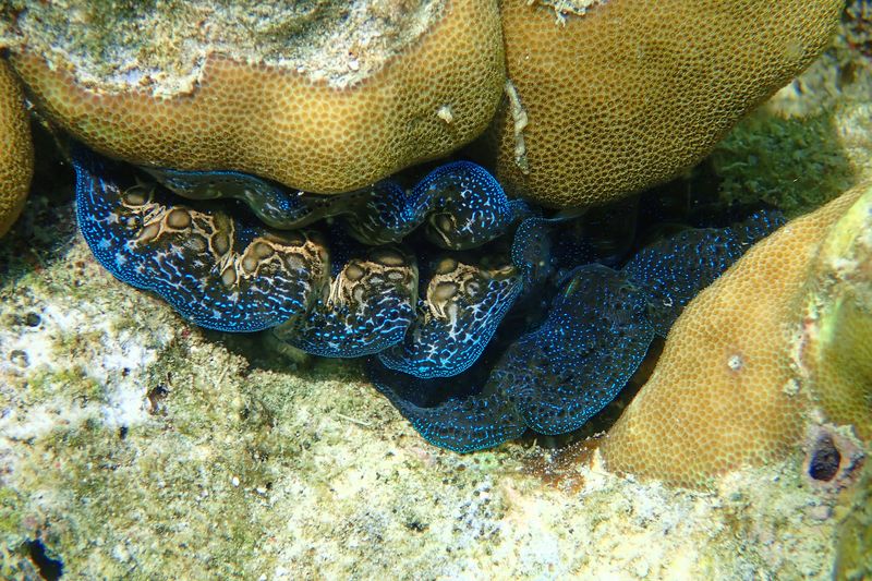 Giant clam