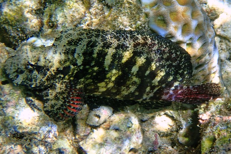 Seram blenny