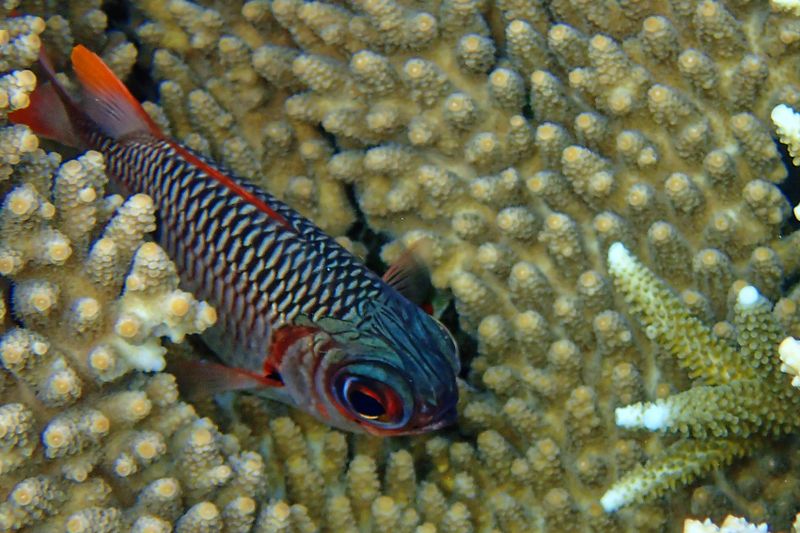 Blacktip soldierfish