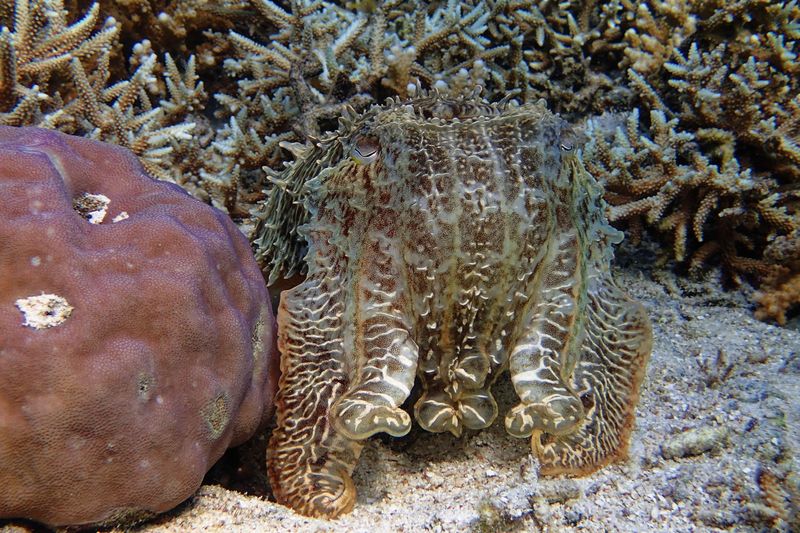 Cuttlefish