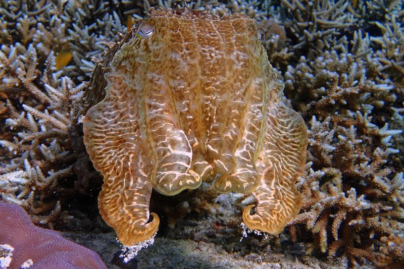Cuttlefish
