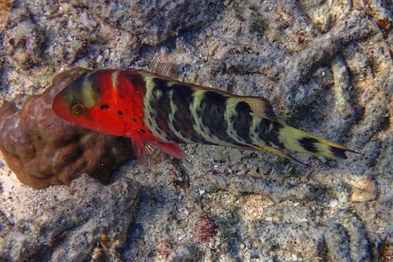 Redbreasted wrasse