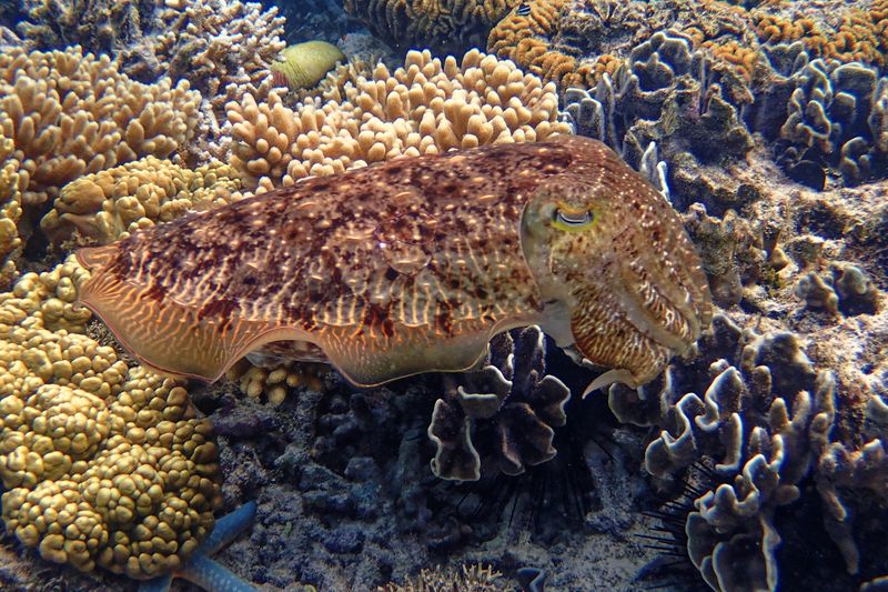 Cuttlefish