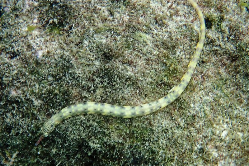 Pipefish (scribbled or messmate?)