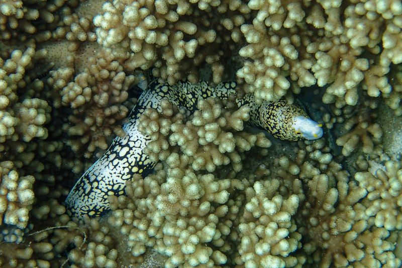 Snowflake eel