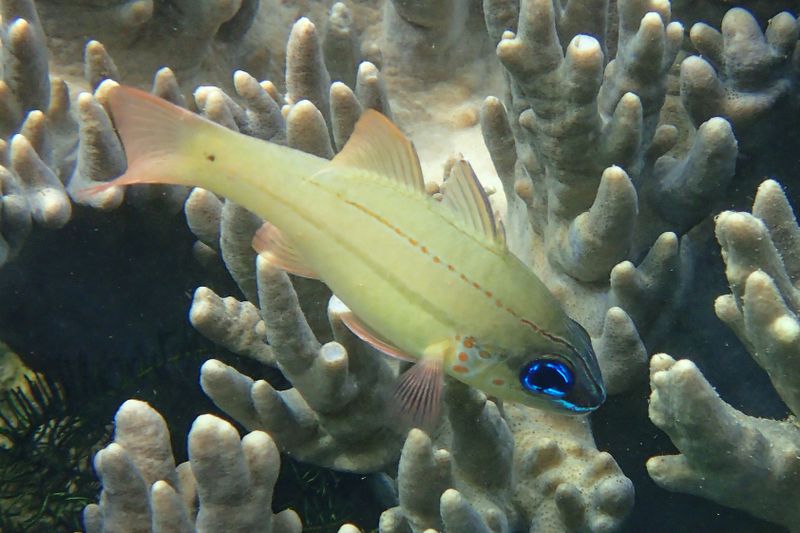 Bargill cardinalfish