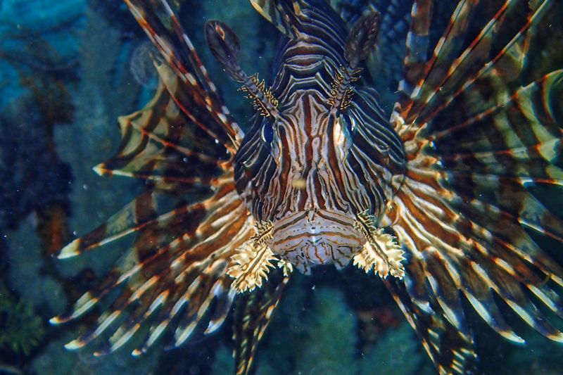 Lionfish