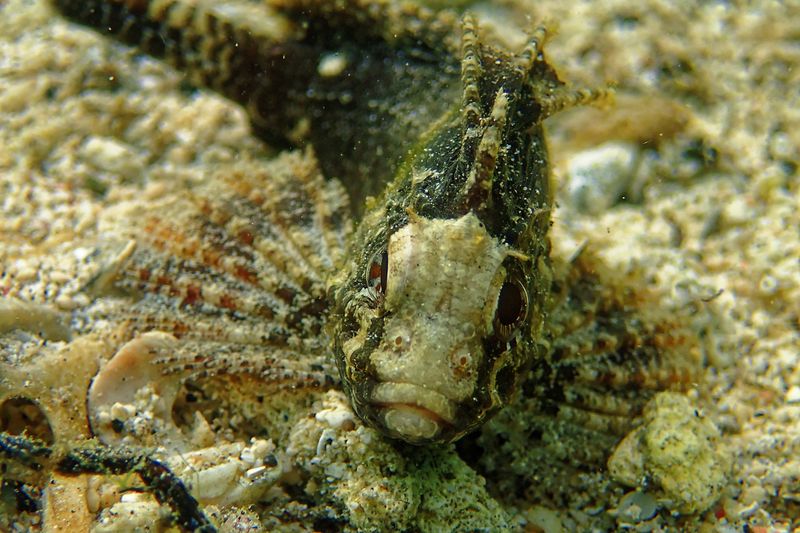Scorpionfish