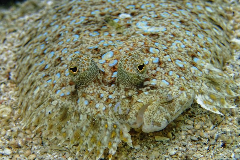 Flounder