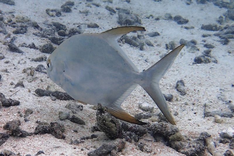 Pompano
