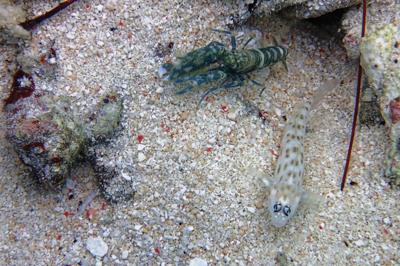 Tiger or bumblebee shrimp and watchman goby