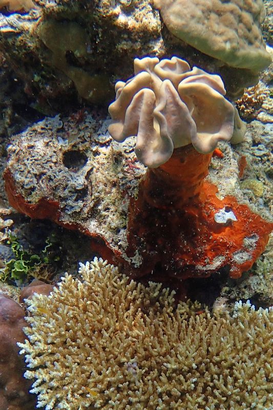 Coral landscape